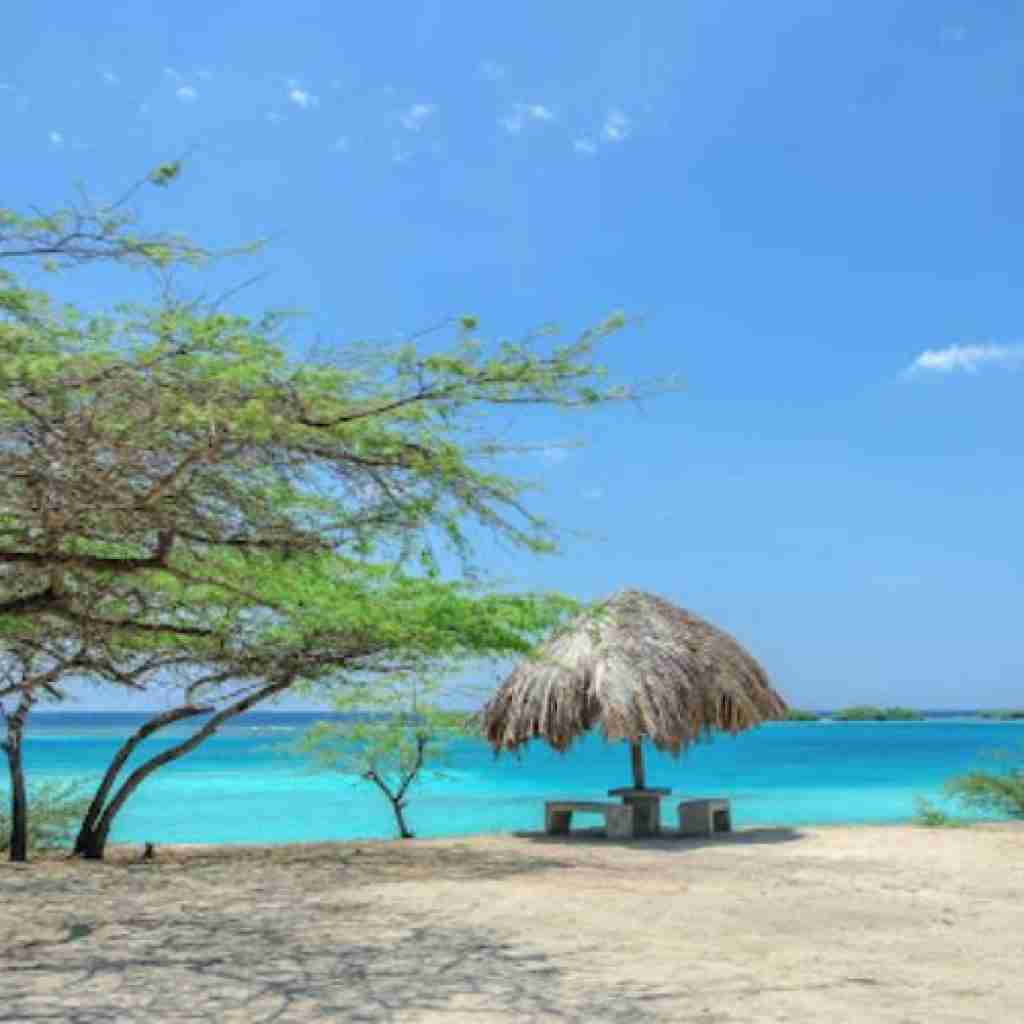 Mangel Halto aruba
