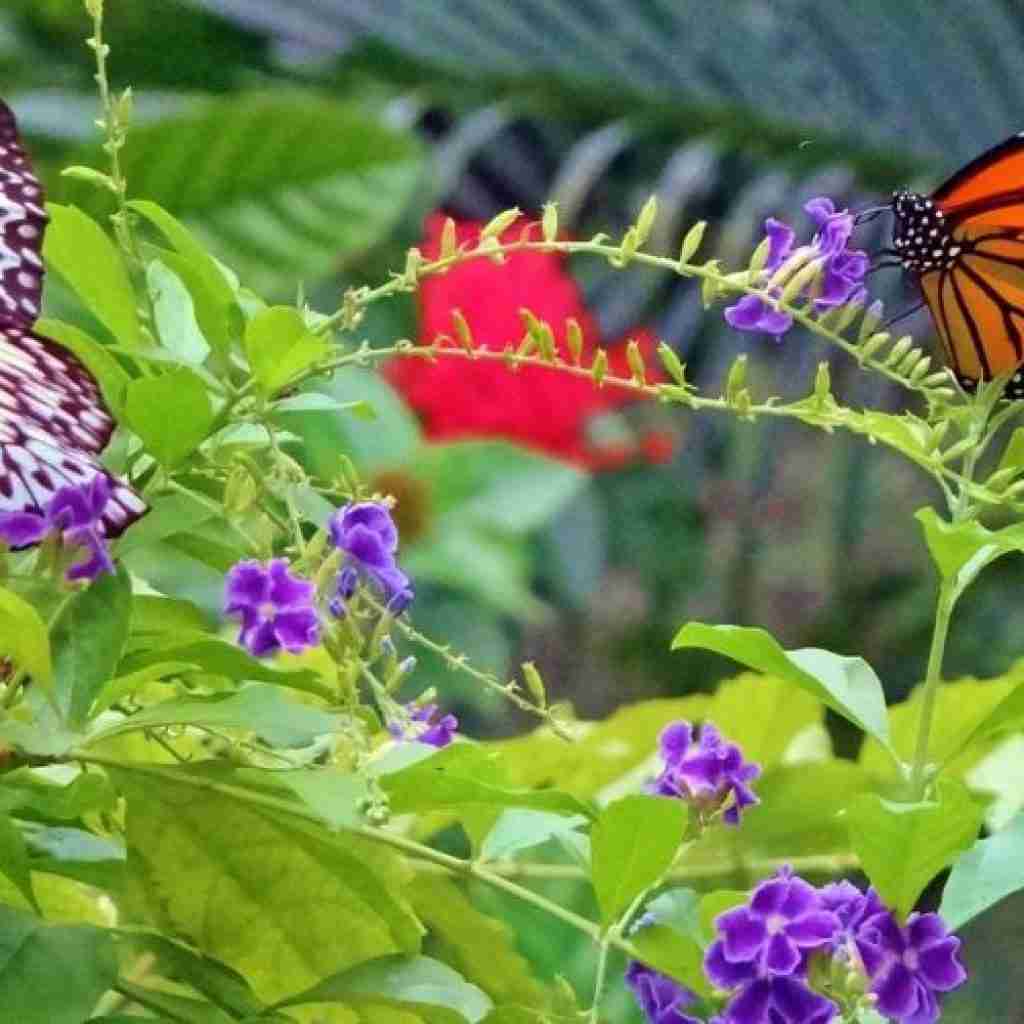 The Butterfly Farm aruba
