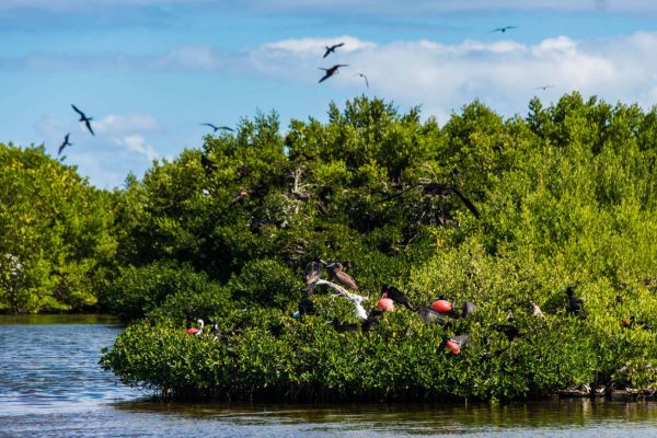 Codrington Lagoon