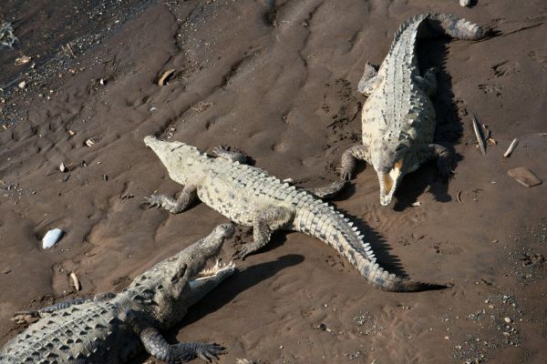 Crocodile Sighting & Rum Tasting