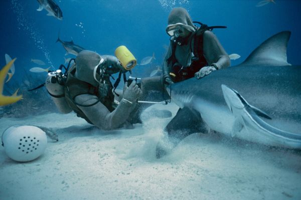 Protecting Marine Life The Bahamas Green Revolution