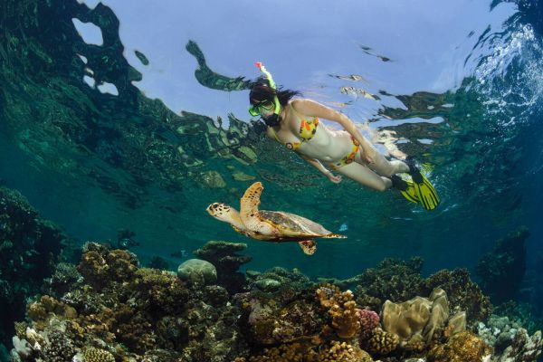 Snorkeling the Reefs The Wildlife Wonders of Antigua & Barbuda