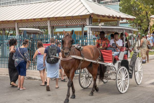 The Bahamas Green Revolution