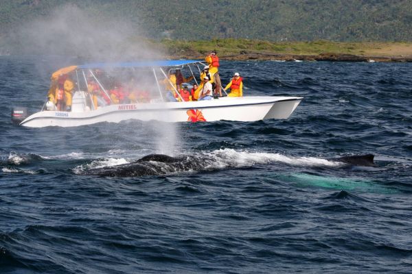 The Caribbean’s Best Fishing Grounds Antigua & Barbuda’s Seafaring Adventures