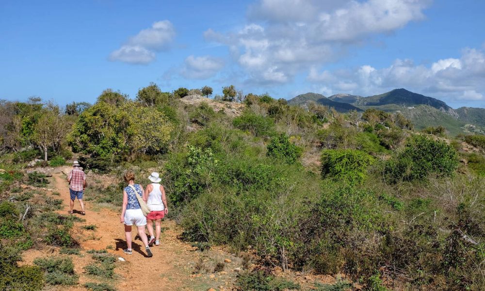The Wildlife Wonders of Antigua & Barbuda: A Sanctuary for Nature Enthusiasts