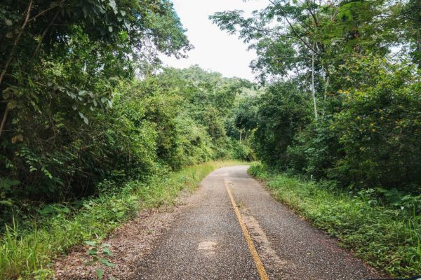 A Forested Into Natural Serenity