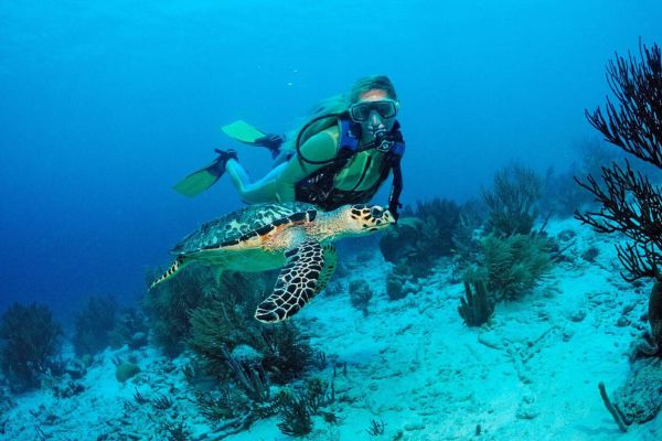 Bonaire Marine Life