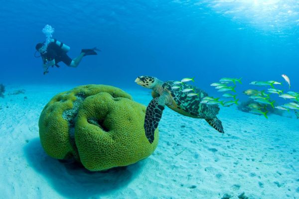 Bonaire Marine Life
