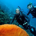 The Ultimate Destination for Bonaire Marine Life