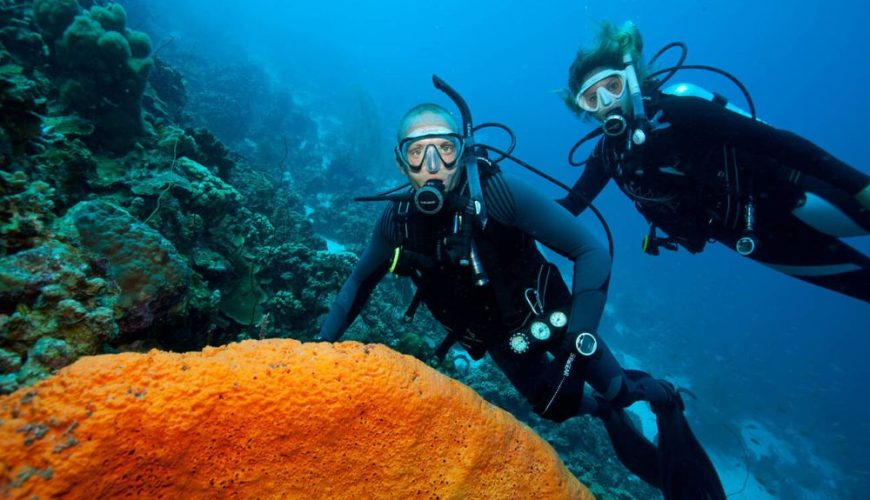 The Ultimate Destination for Bonaire Marine Life