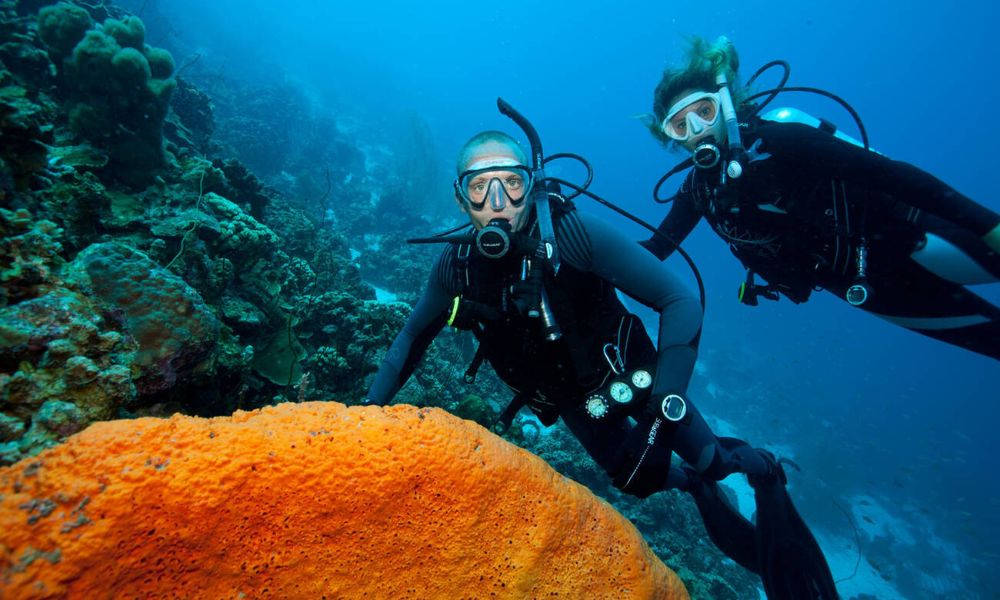 The Ultimate Destination for Bonaire Marine Life