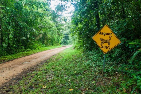The World’s First Jaguar Sanctuary