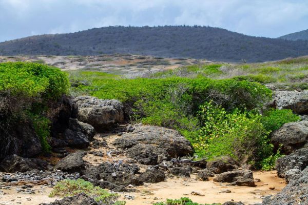 The Best Natural Wonders to Explore in Curaçao