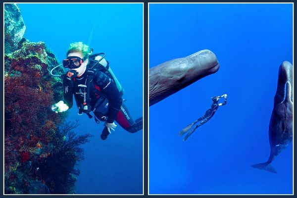 Scuba Diving and Snorkeling