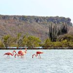 The Best Natural Wonders to Explore in Curaçao