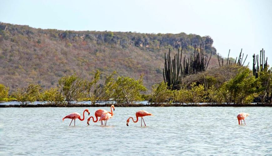 The Best Natural Wonders to Explore in Curaçao