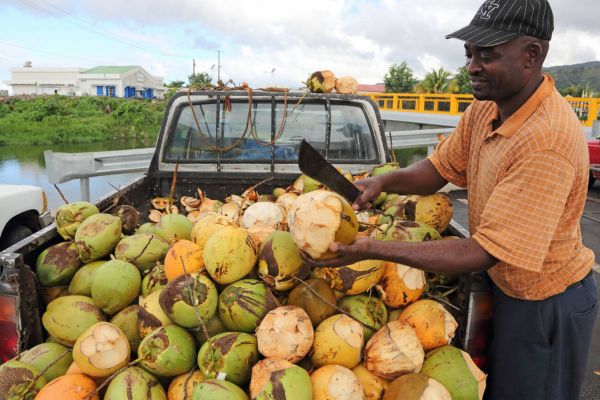 Time to Taste the Magic of Dominica