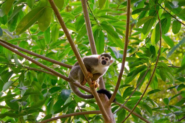 Top 5 Places to See Unique Wildlife in French Guiana
