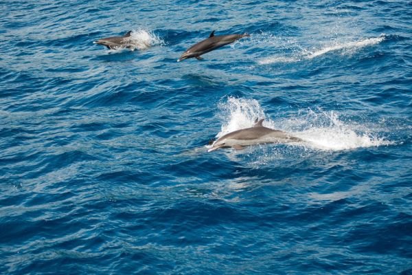 Whale Watching