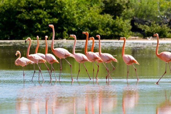 Flamingos, Art, And Farewell Feasts