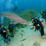 Discover Curaçao A 7-Day Itinerary For The Ultimate Caribbean Adventure