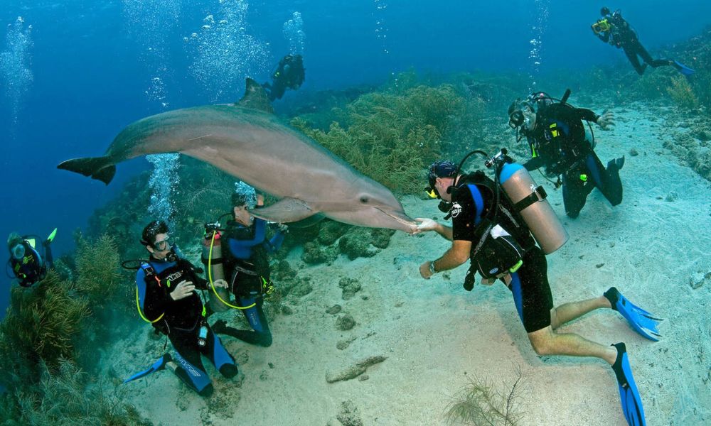 Discover Curaçao A 7-Day Itinerary For The Ultimate Caribbean Adventure