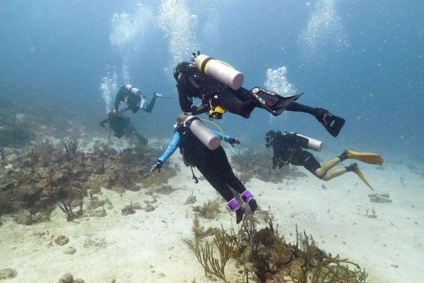 The Best of Eco-Conscious Travel in Grenada