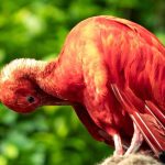 The Ultimate Birdwatching Adventure in Guyana