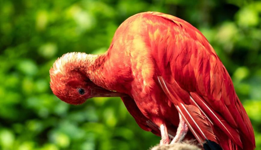 The Ultimate Birdwatching Adventure in Guyana