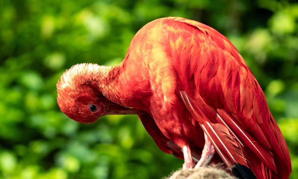 The Ultimate Birdwatching Adventure in Guyana