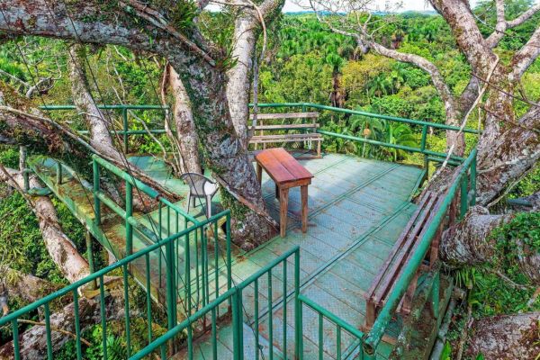 Top Birds to Look out for on Your Guyana Adventure