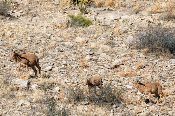 Guadalupe’s Natural Wonders