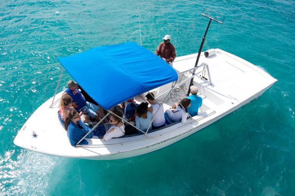 3. Powerboat Tour With Swimming Pigs