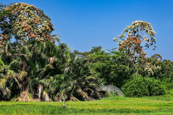 The Georgetown Botanical Gardens