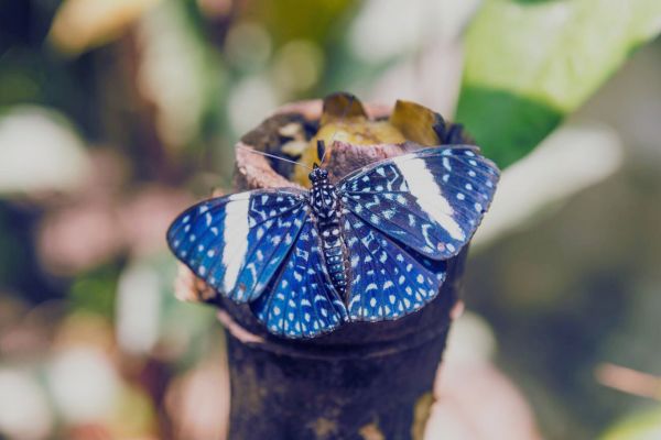 Sustainable Travel Tips for Eco-Tourists