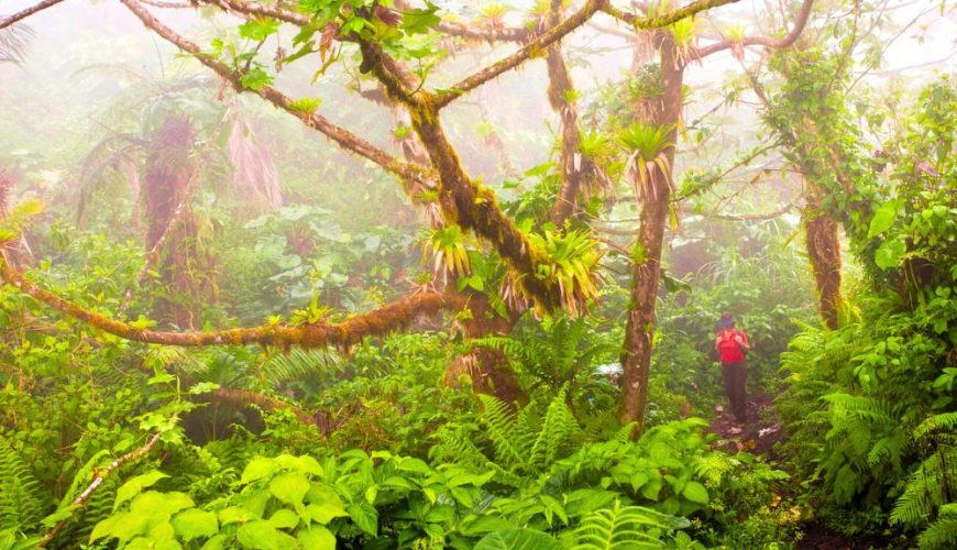 The Best Hidden Trails on Saba Island for Hiking Experience