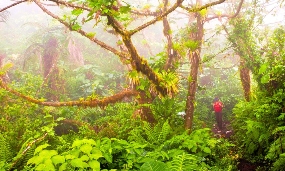 The Best Hidden Trails on Saba Island for Hiking Experience