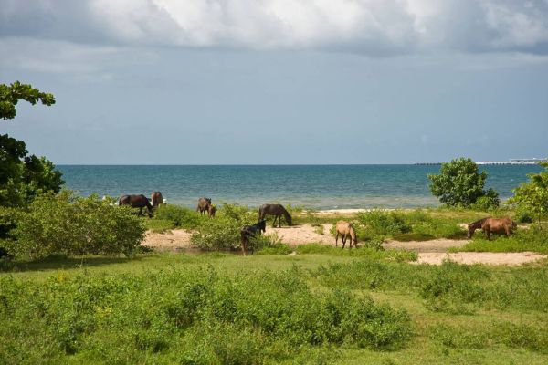 The Vieques Island Trails